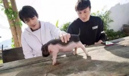 小猪最新爆料,揭秘娱乐圈幕后真相